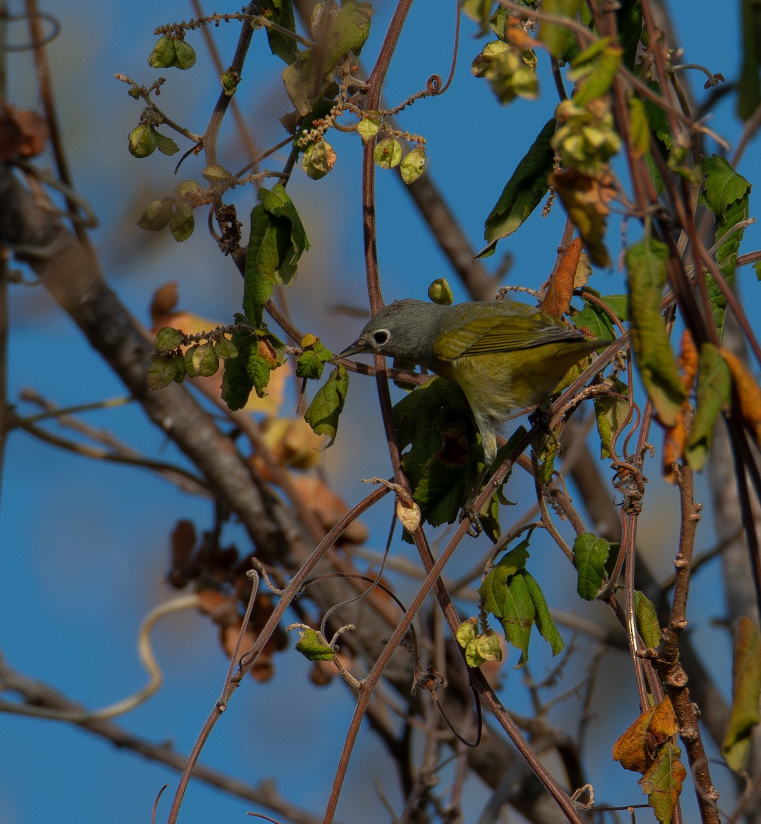 Nashville Warbler - David Robinson