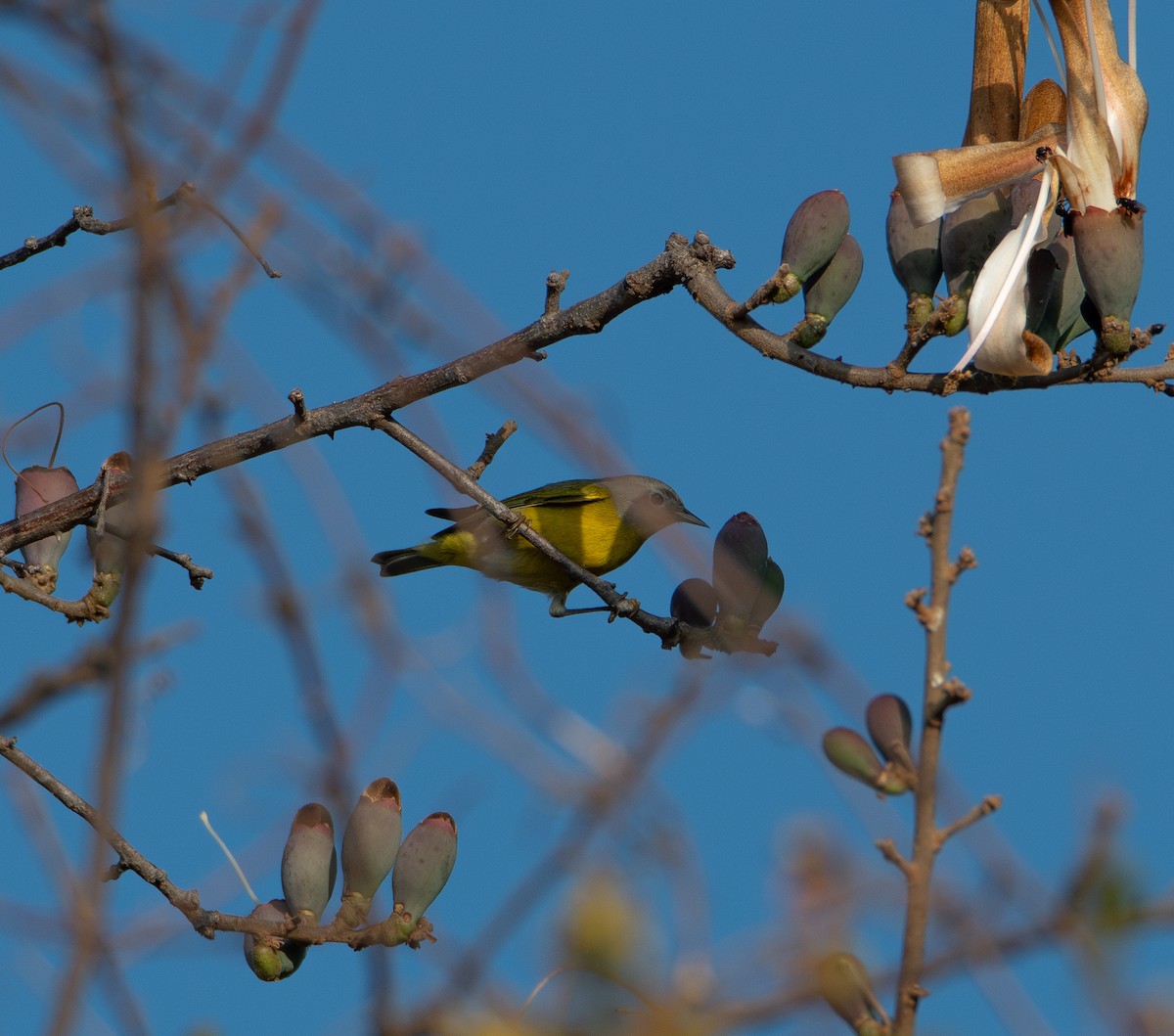 Nashville Warbler - David Robinson