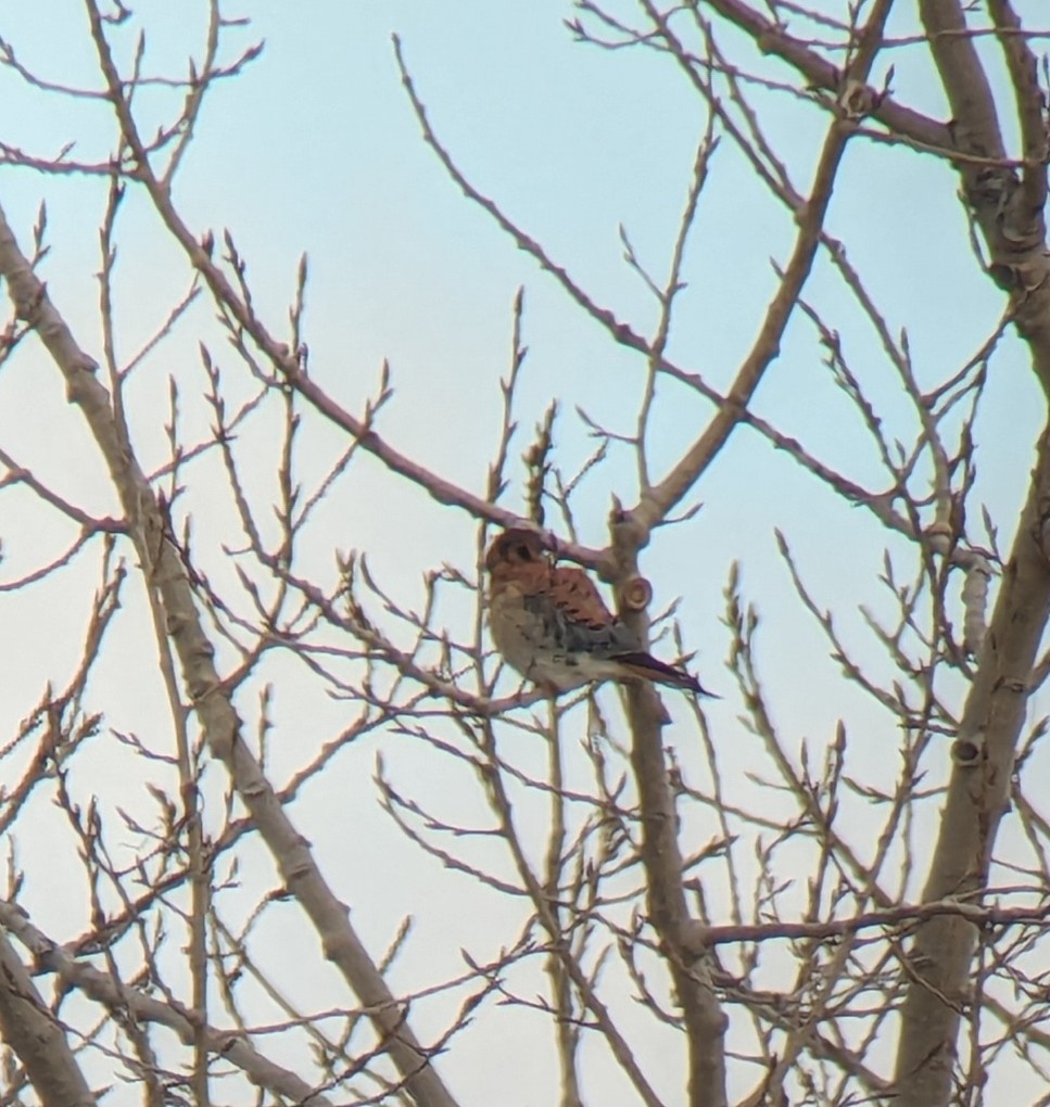 American Kestrel - ML613088342