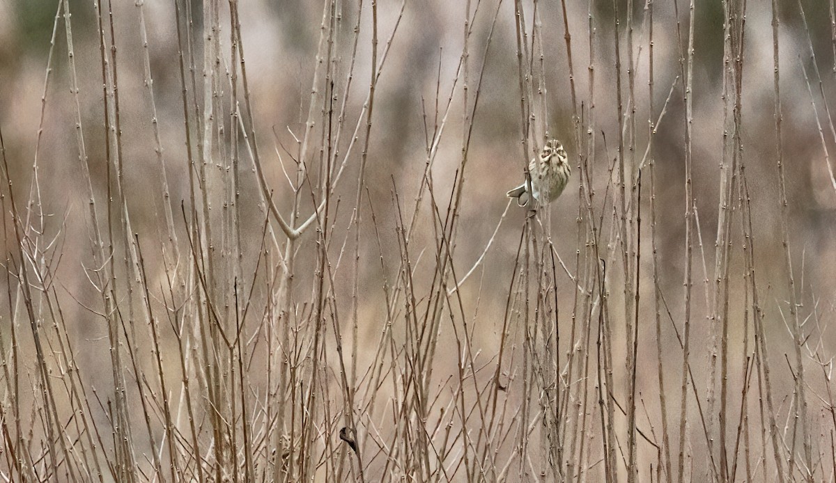 Reed Bunting - ML613088345