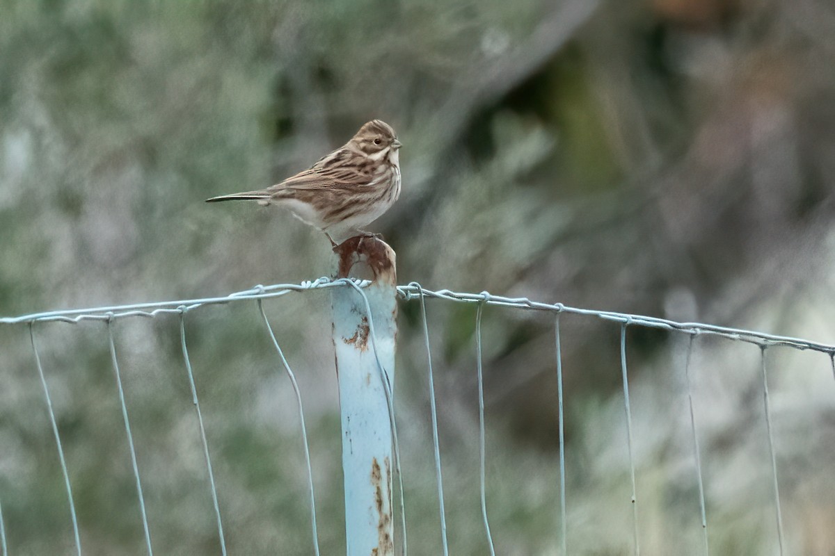 Reed Bunting - ML613088348