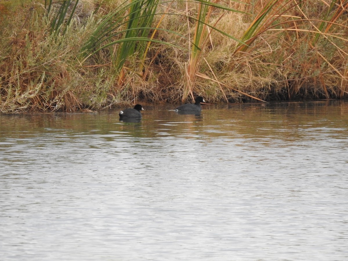 American Coot - ML613088356