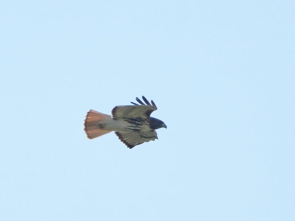 Red-tailed Hawk (umbrinus) - ML613088398