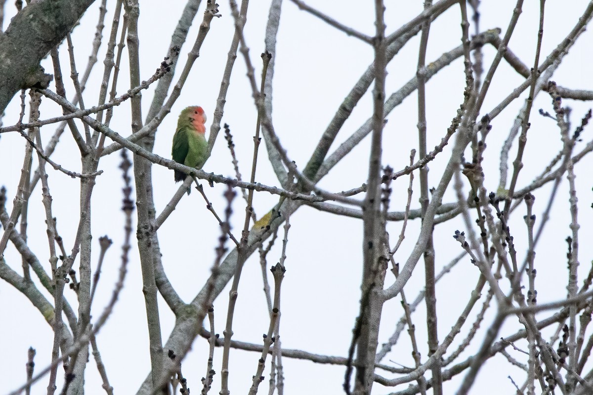 Rosy-faced Lovebird - ML613088403