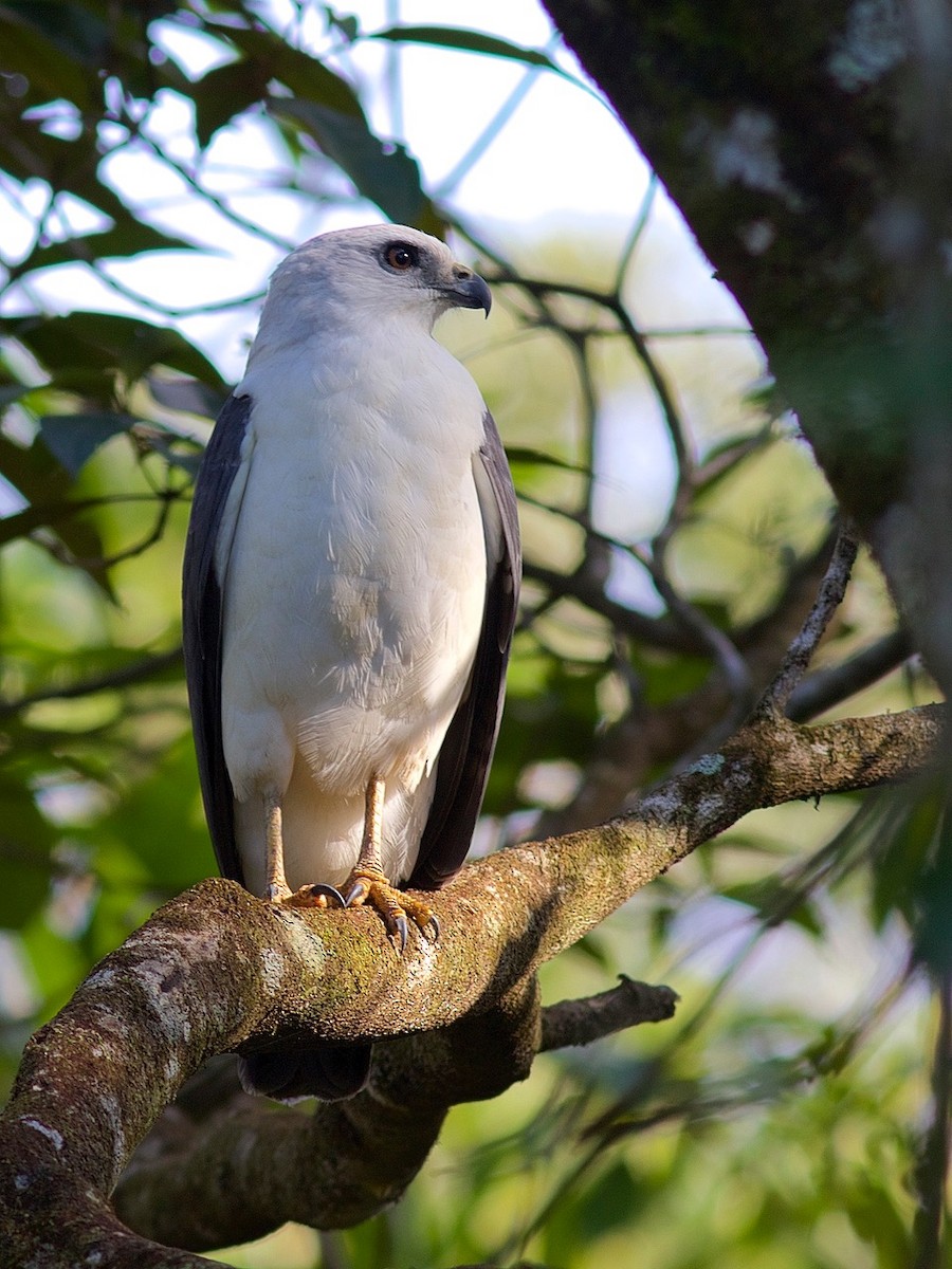 White-necked Hawk - Luiz Matos