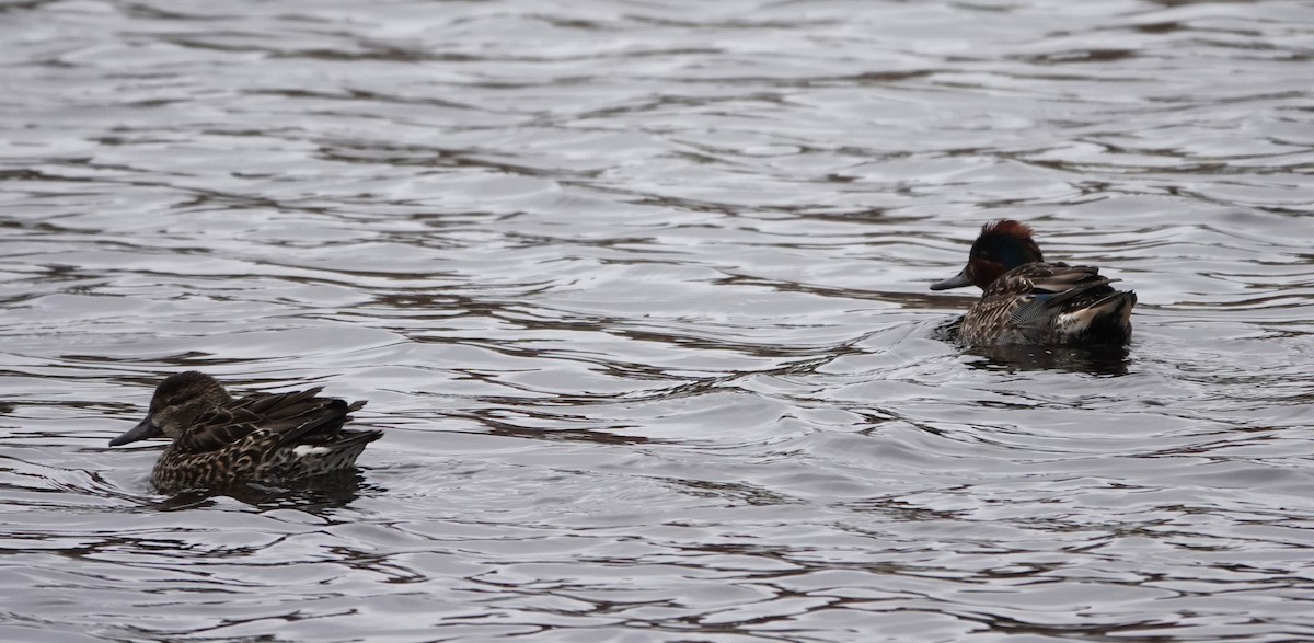 Green-winged Teal - ML613088488