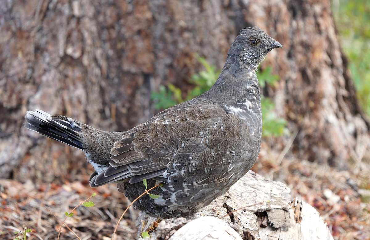 Dusky Grouse - ML613088518