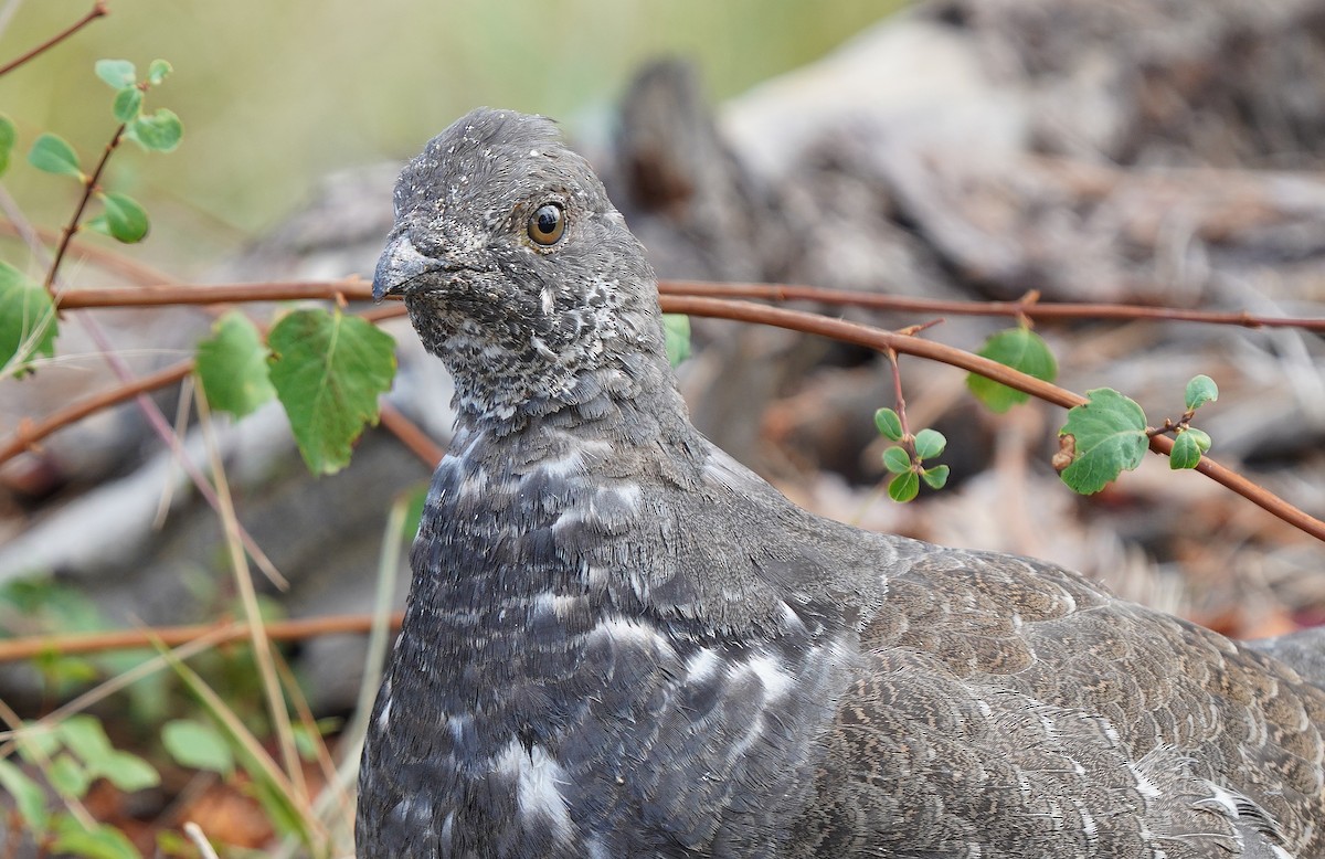 Dusky Grouse - ML613088519