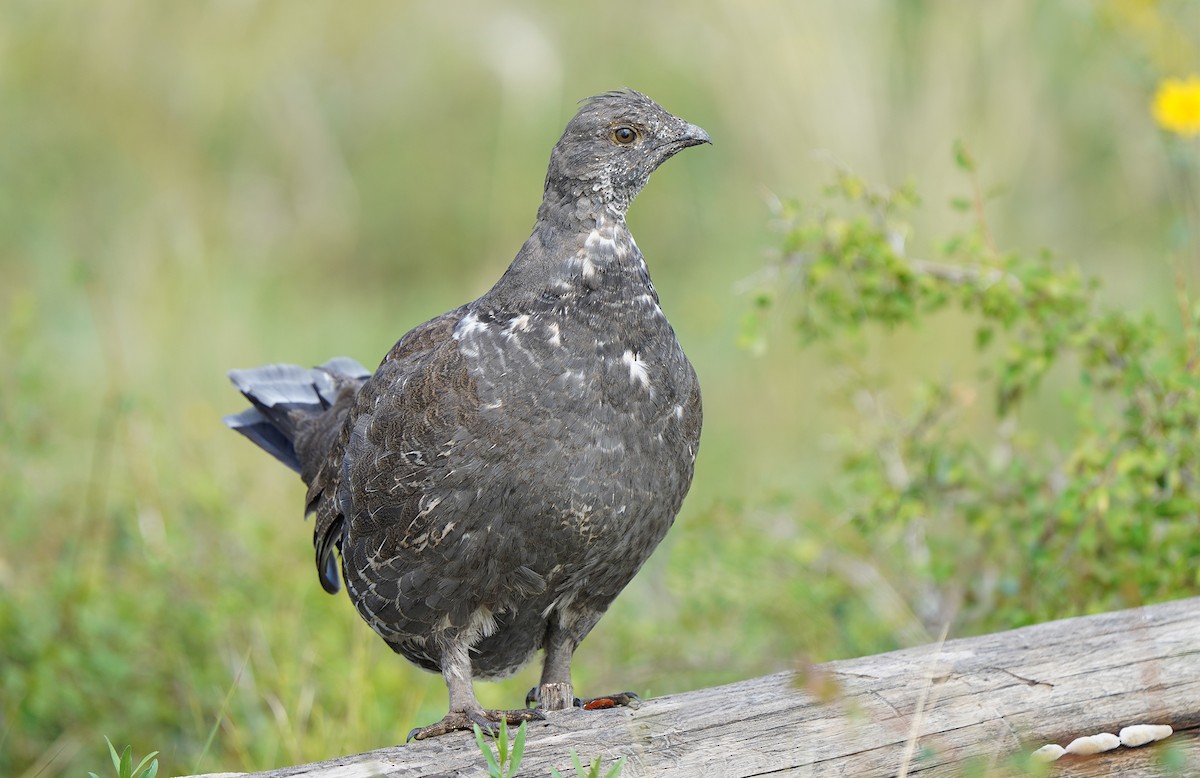 Dusky Grouse - ML613088570