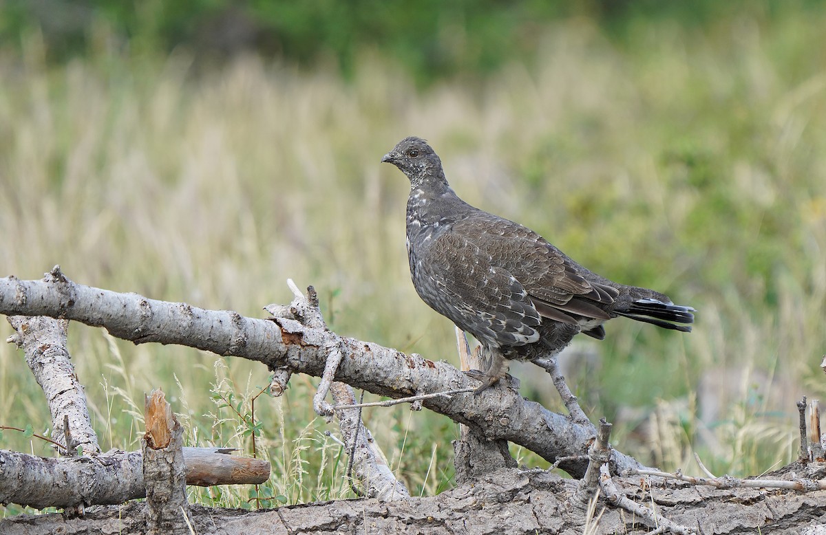 Dusky Grouse - ML613088571