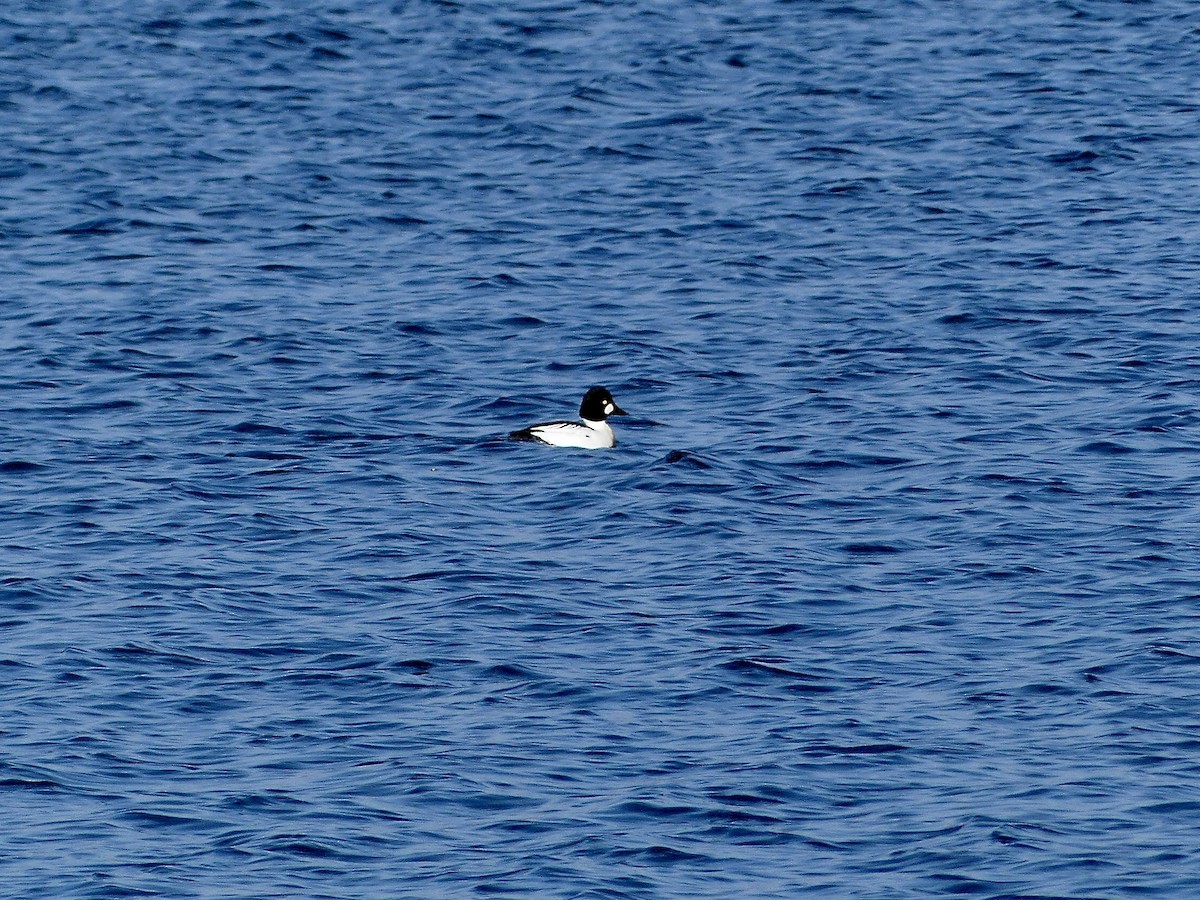 Common Goldeneye - ML613088589