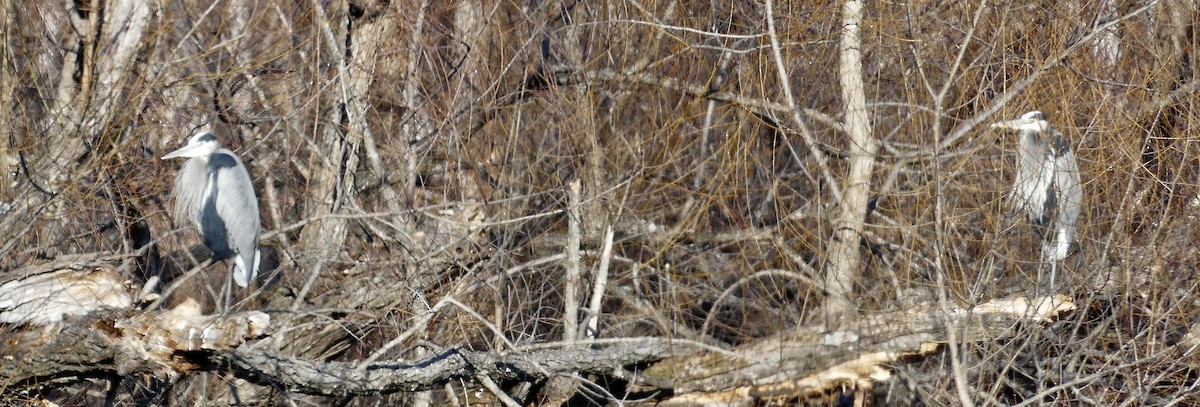 Great Blue Heron (Great Blue) - ML613088599