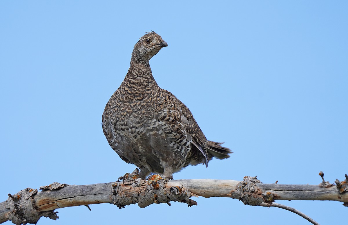 Dusky Grouse - ML613088607