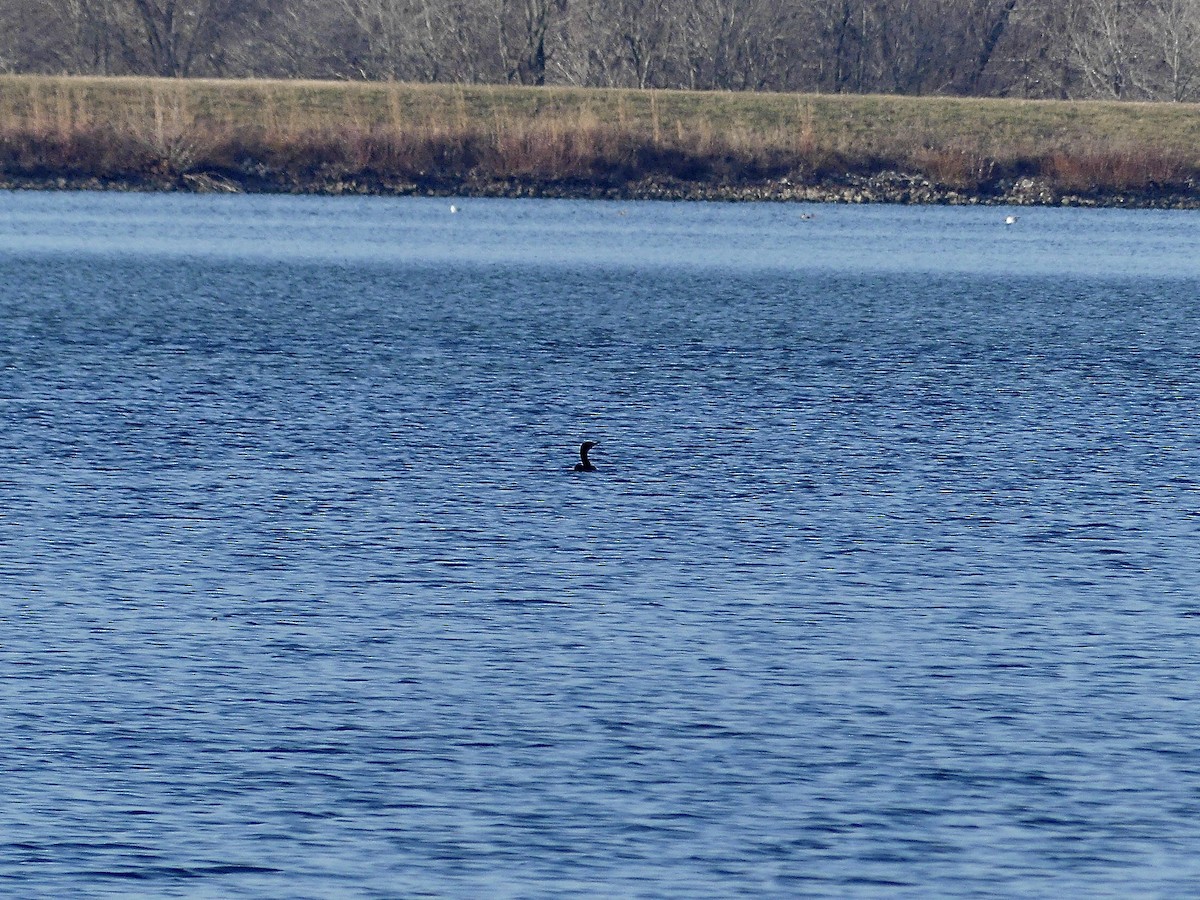 Double-crested Cormorant - ML613088609