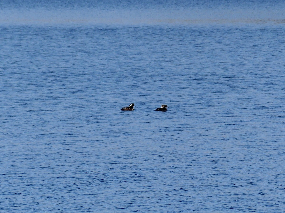 Hooded Merganser - ML613088698