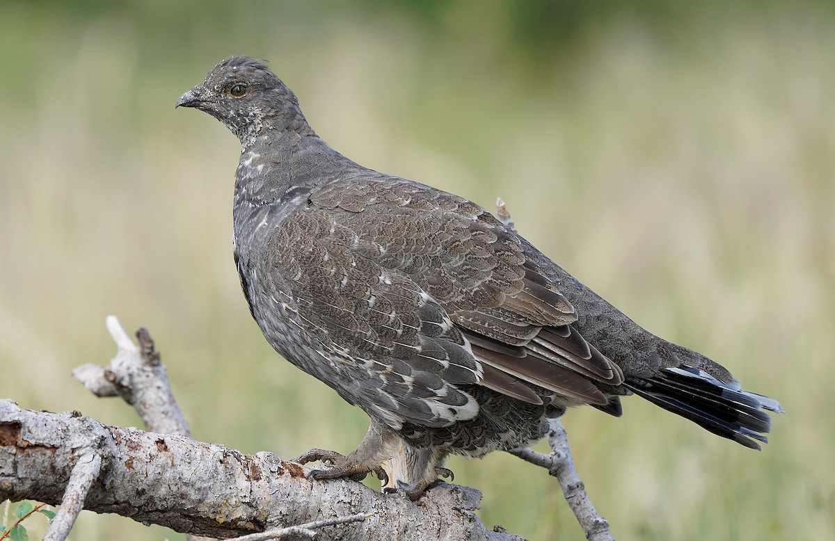 Dusky Grouse - ML613088728