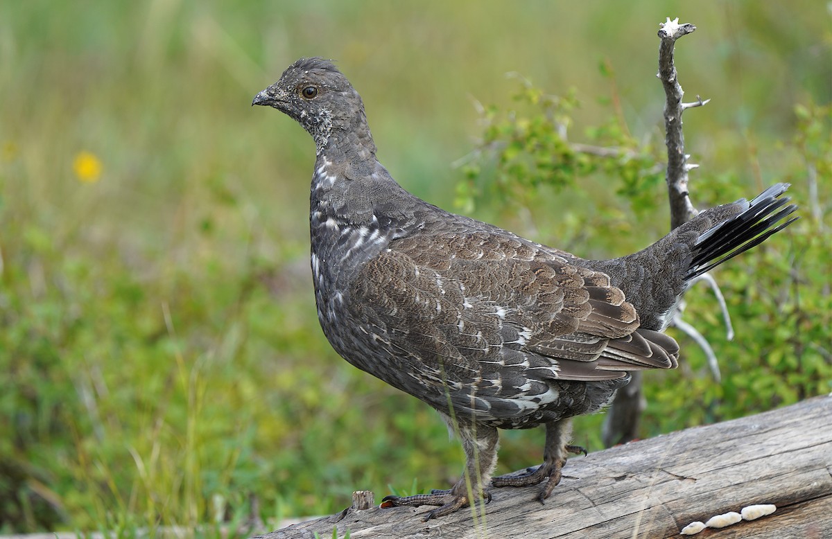 Dusky Grouse - ML613088731