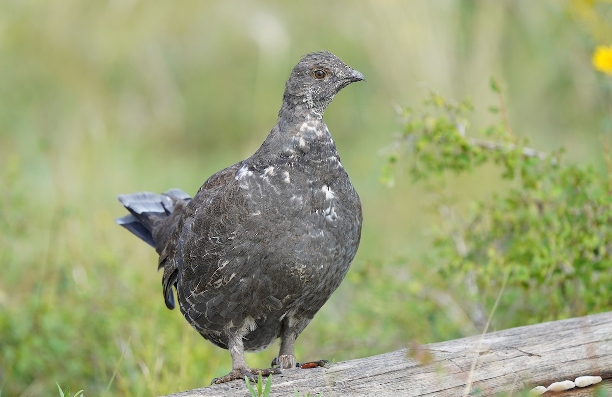 Dusky Grouse - Tim Avery