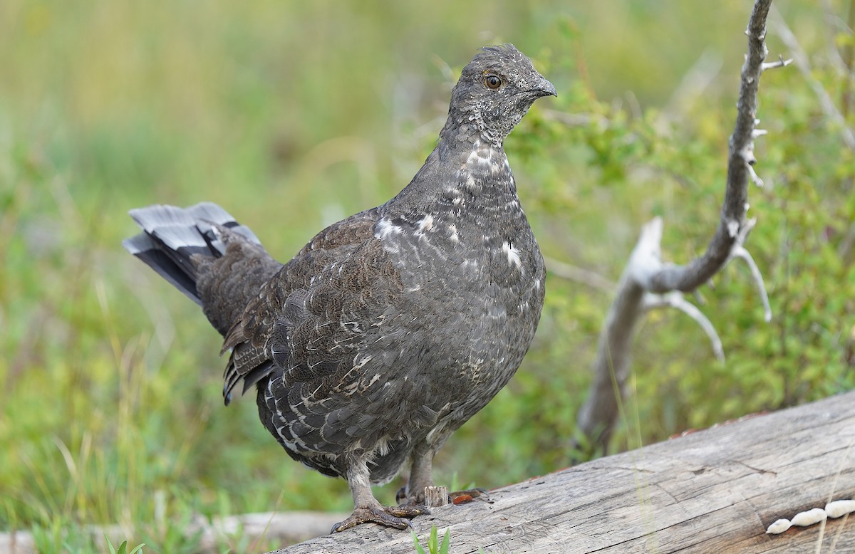 Dusky Grouse - ML613088734