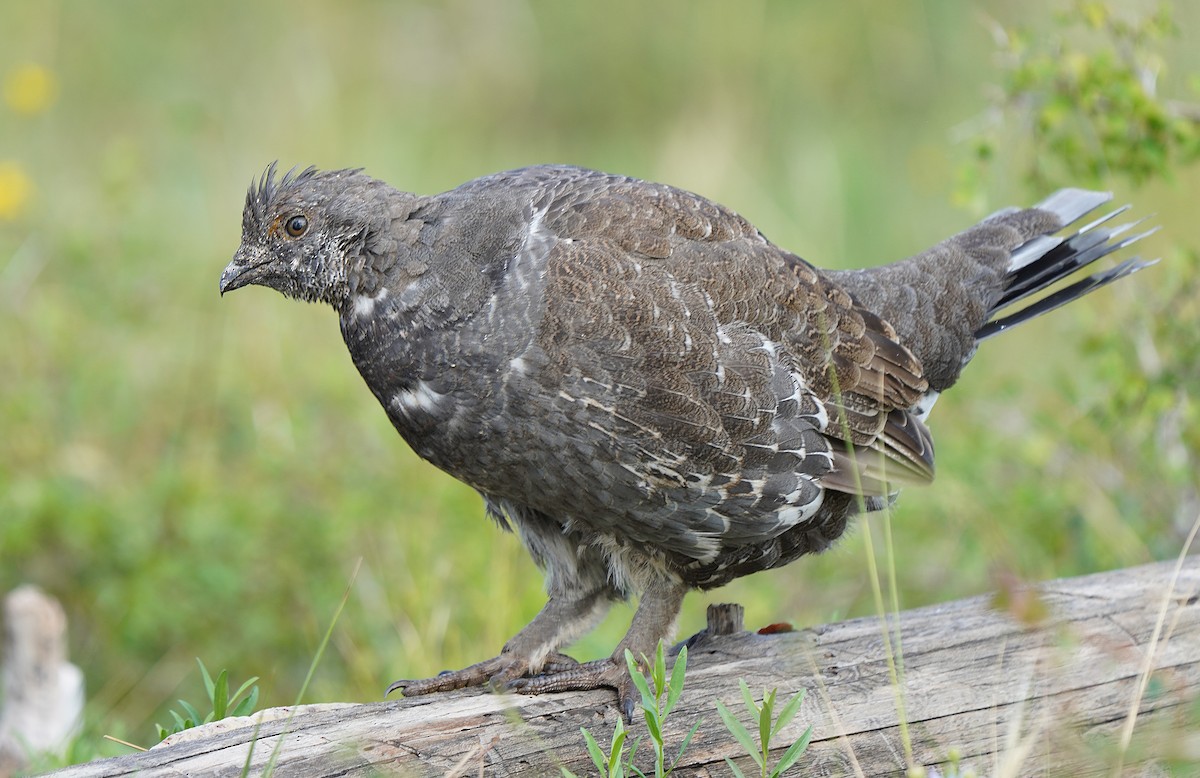 Dusky Grouse - ML613088736