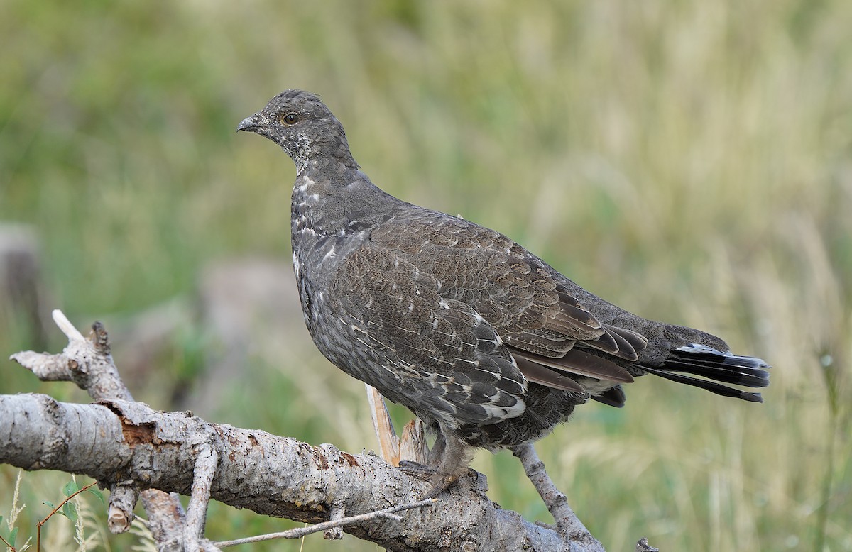 Dusky Grouse - ML613088737