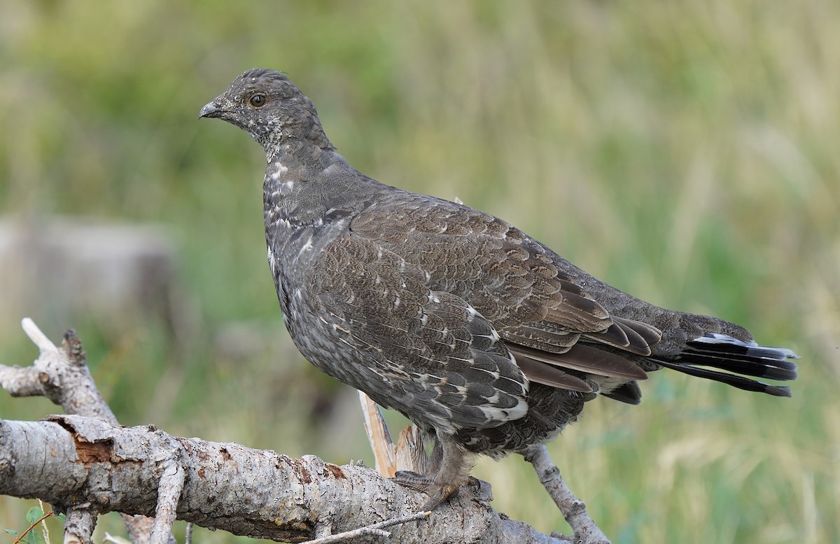 Dusky Grouse - ML613088738