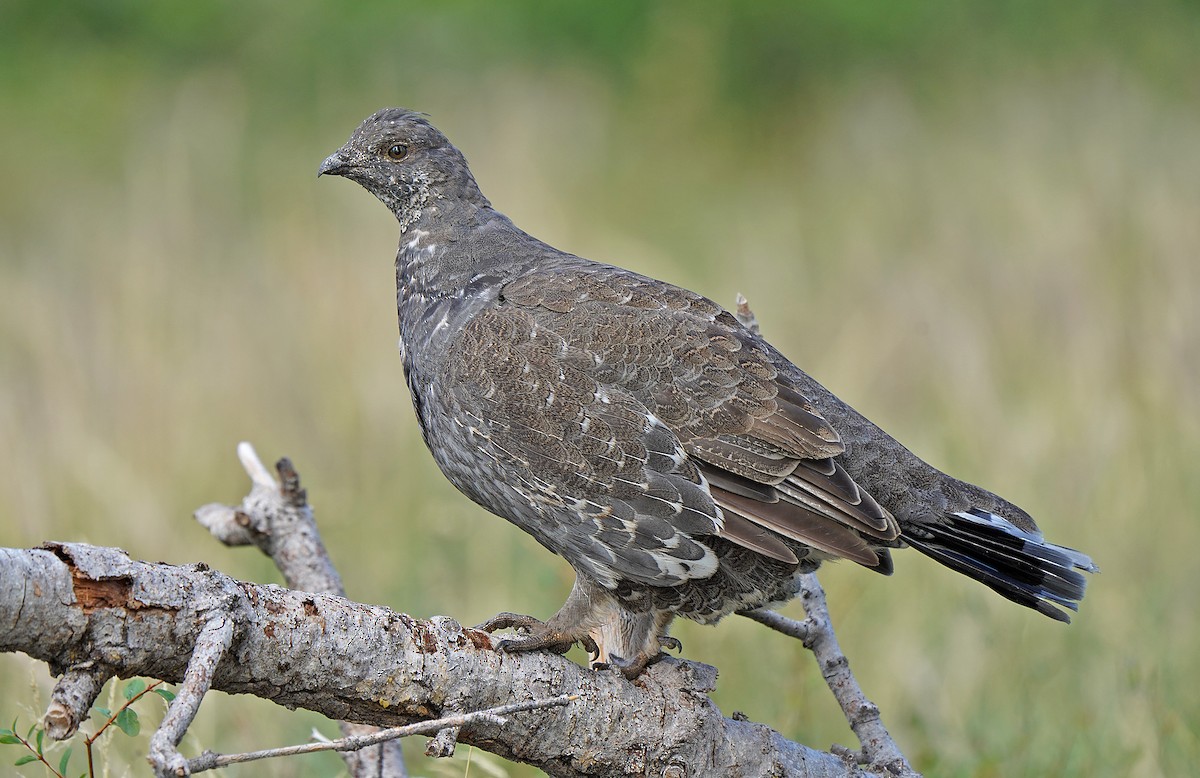 Dusky Grouse - ML613088739