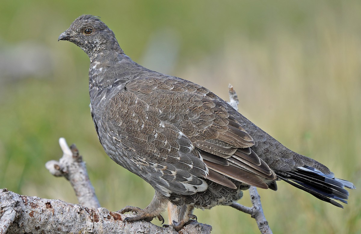 Dusky Grouse - ML613088740