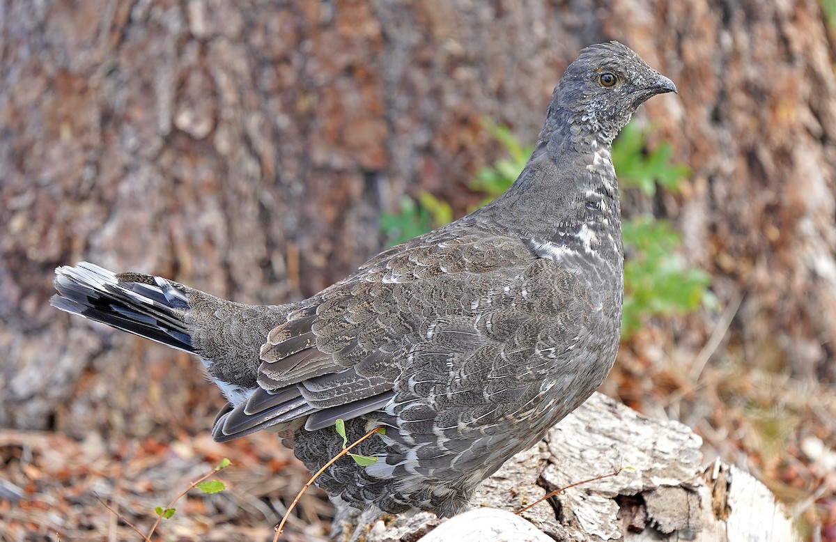 Dusky Grouse - ML613088742