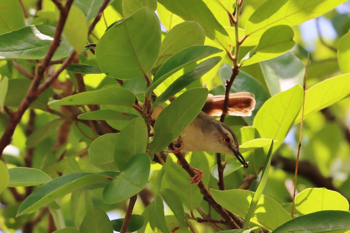 Tinkling Cisticola - ML613088885