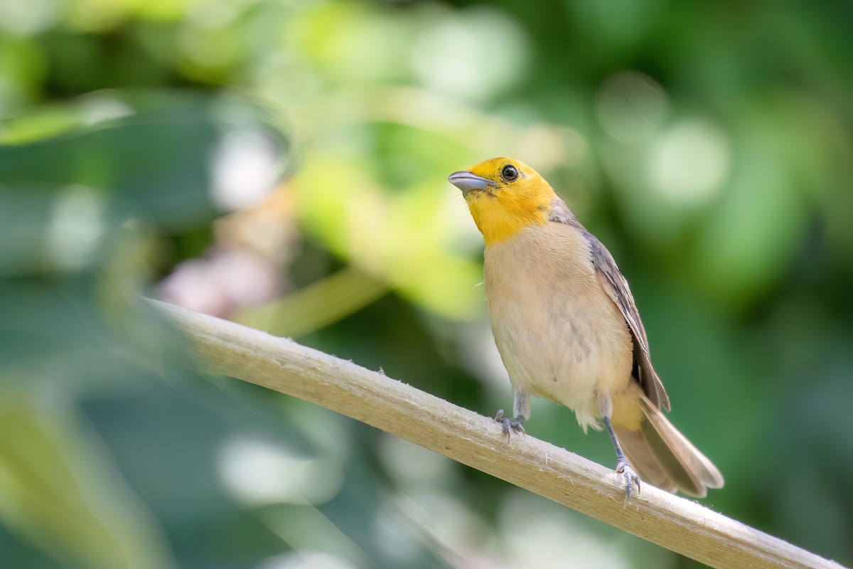 Orange-headed Tanager - Marcos Eugênio Birding Guide