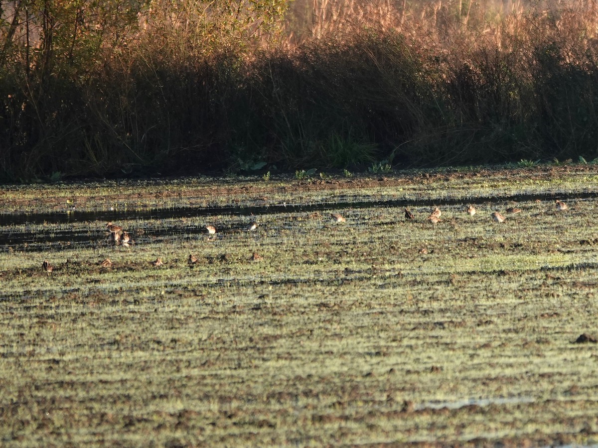 Wilson's Snipe - ML613088963