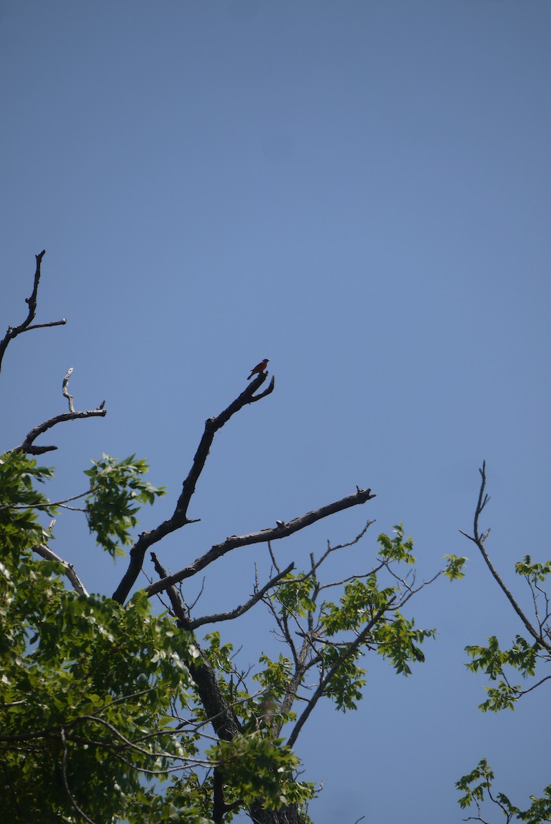 Painted Bunting - ML613088964