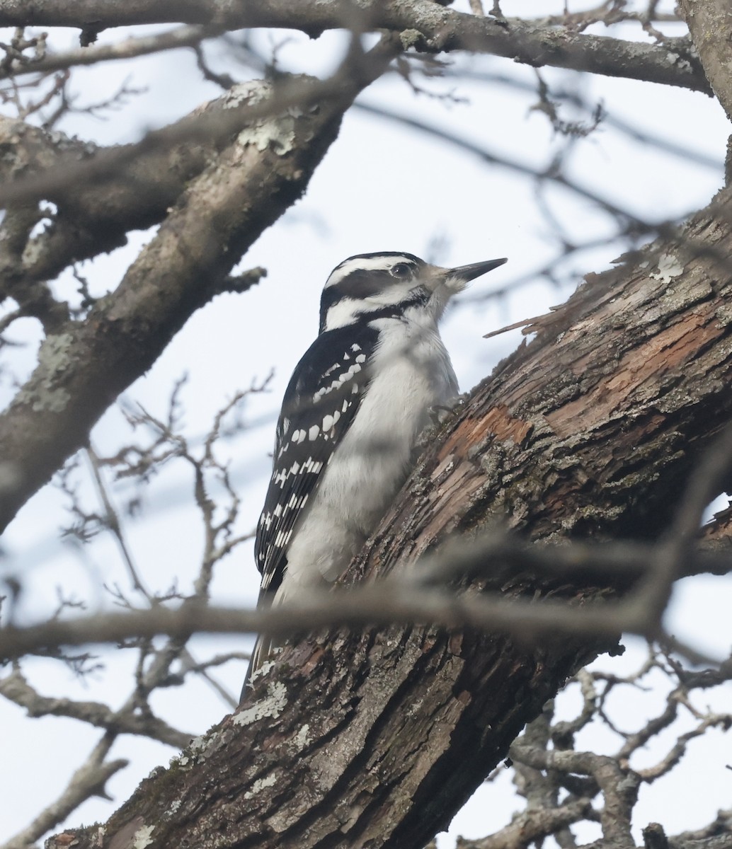 Hairy Woodpecker (Eastern) - ML613088990
