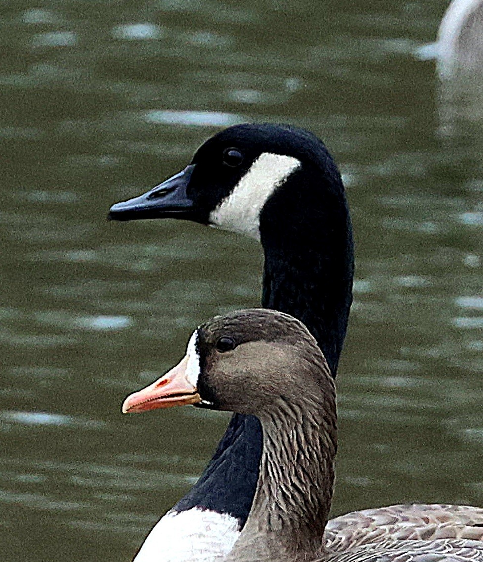 Greater White-fronted Goose - ML613089087