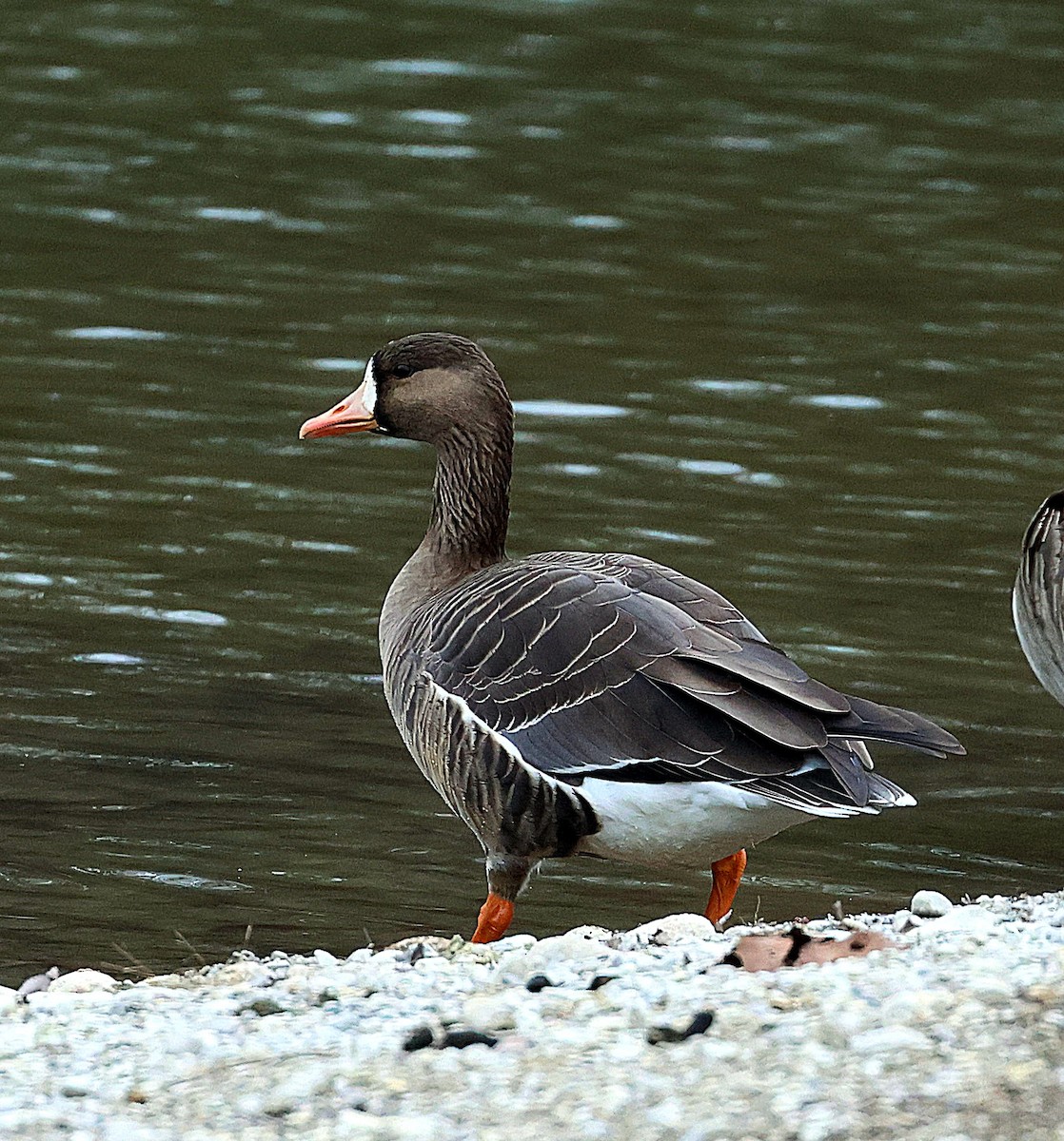 Greater White-fronted Goose - ML613089088