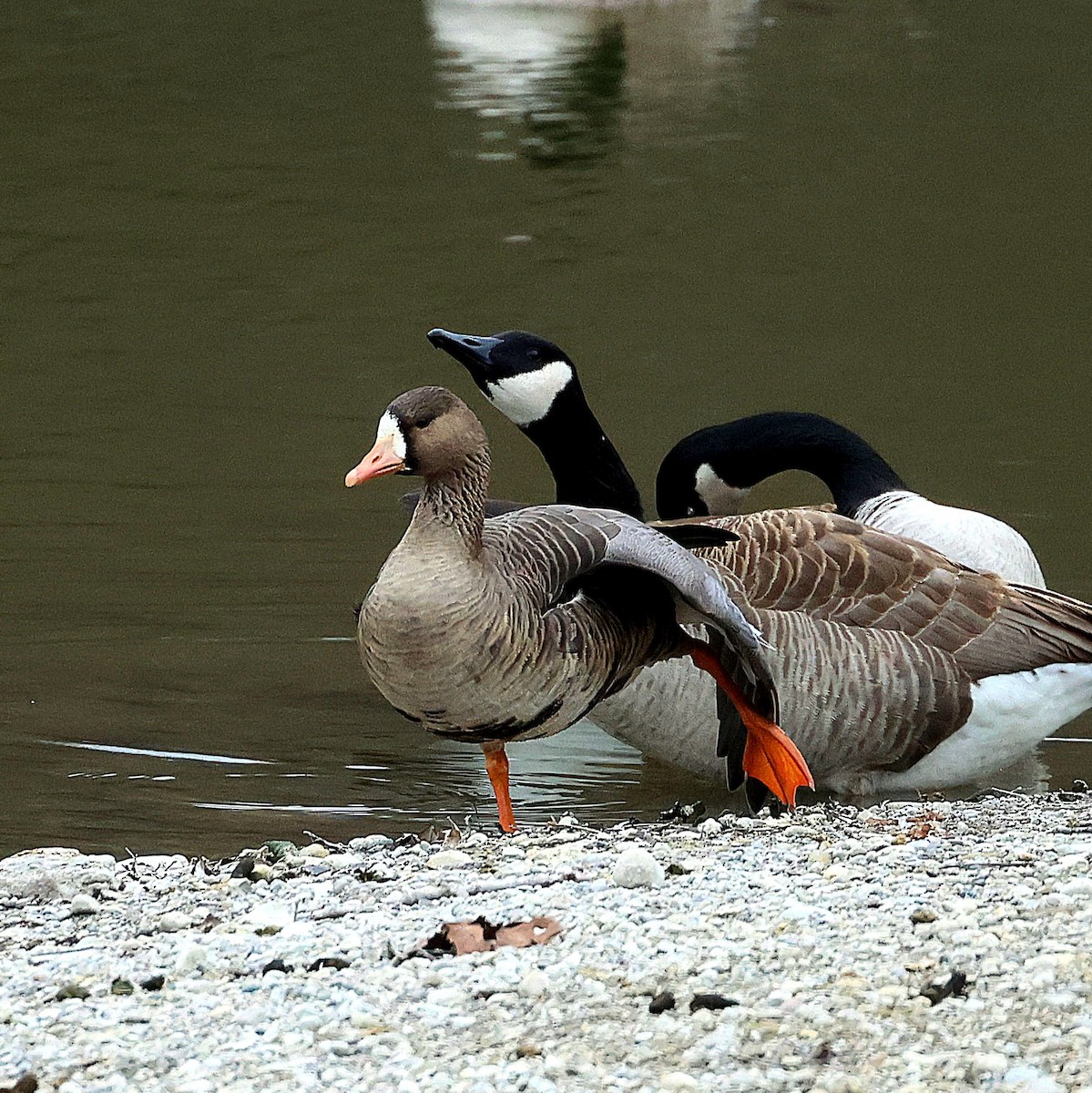 Greater White-fronted Goose - ML613089089