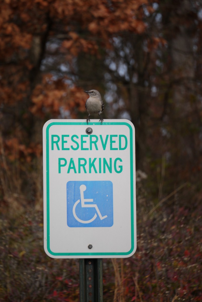 Northern Mockingbird - ML613089100