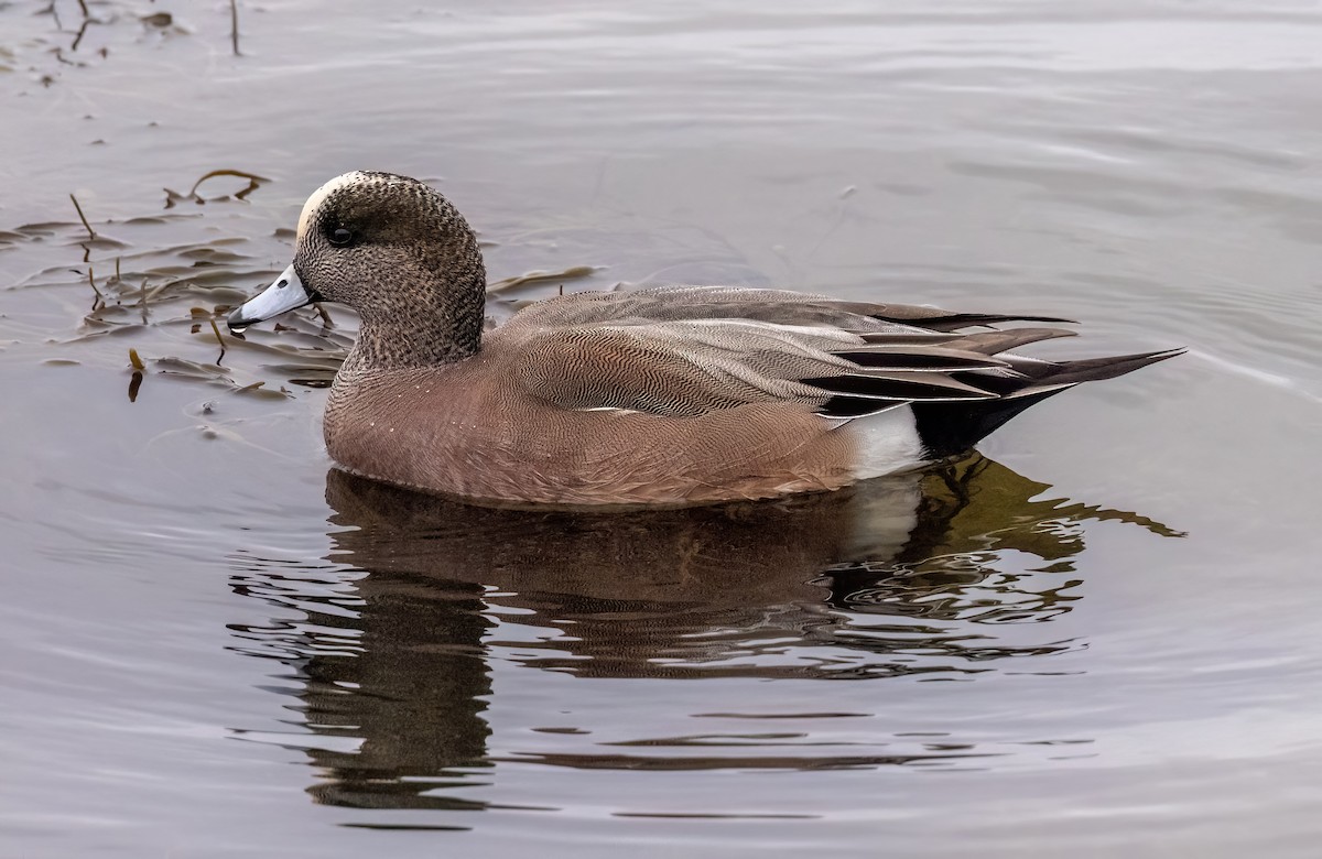 American Wigeon - Robin Ohrt