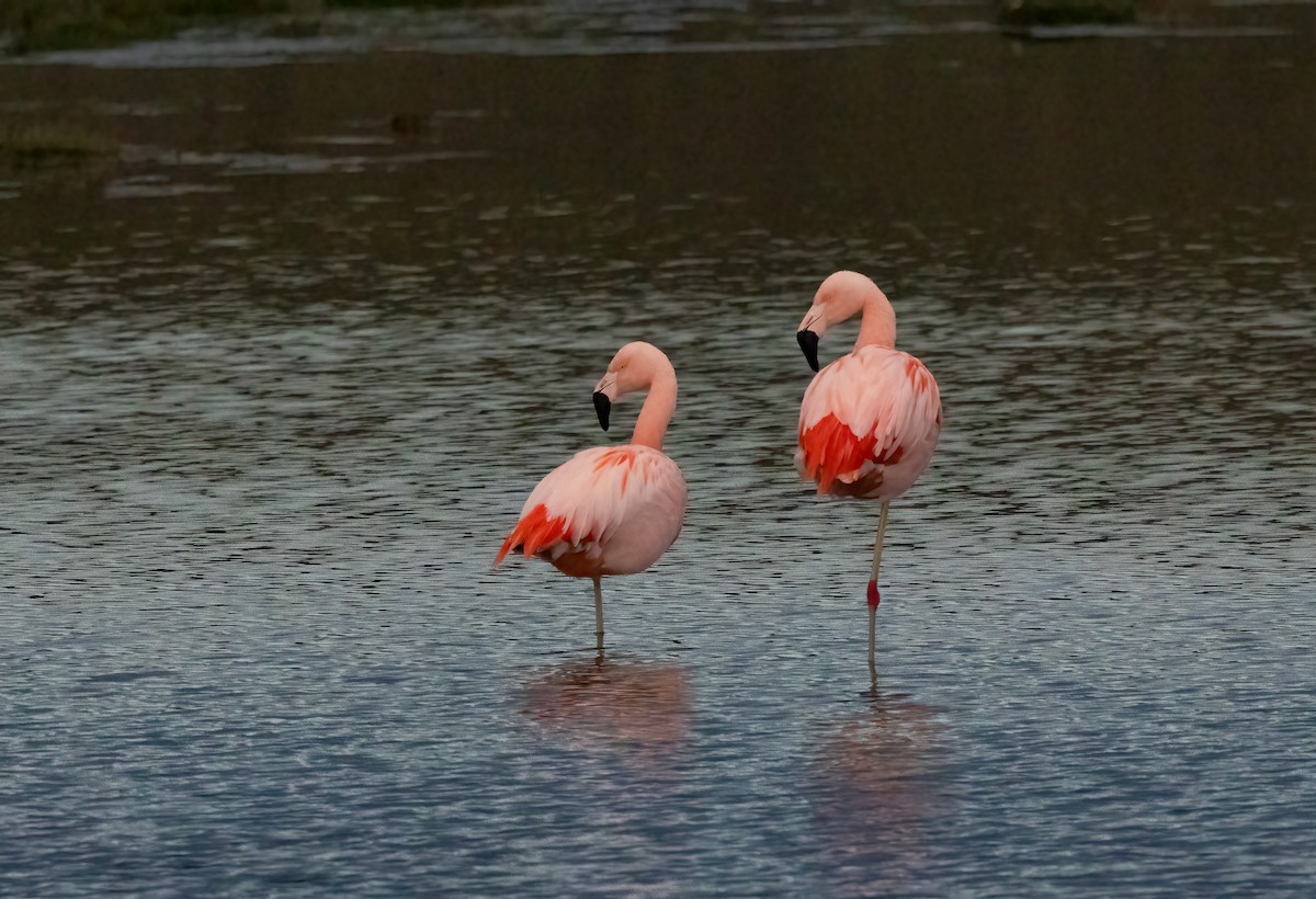 Şili Flamingosu - ML613089160