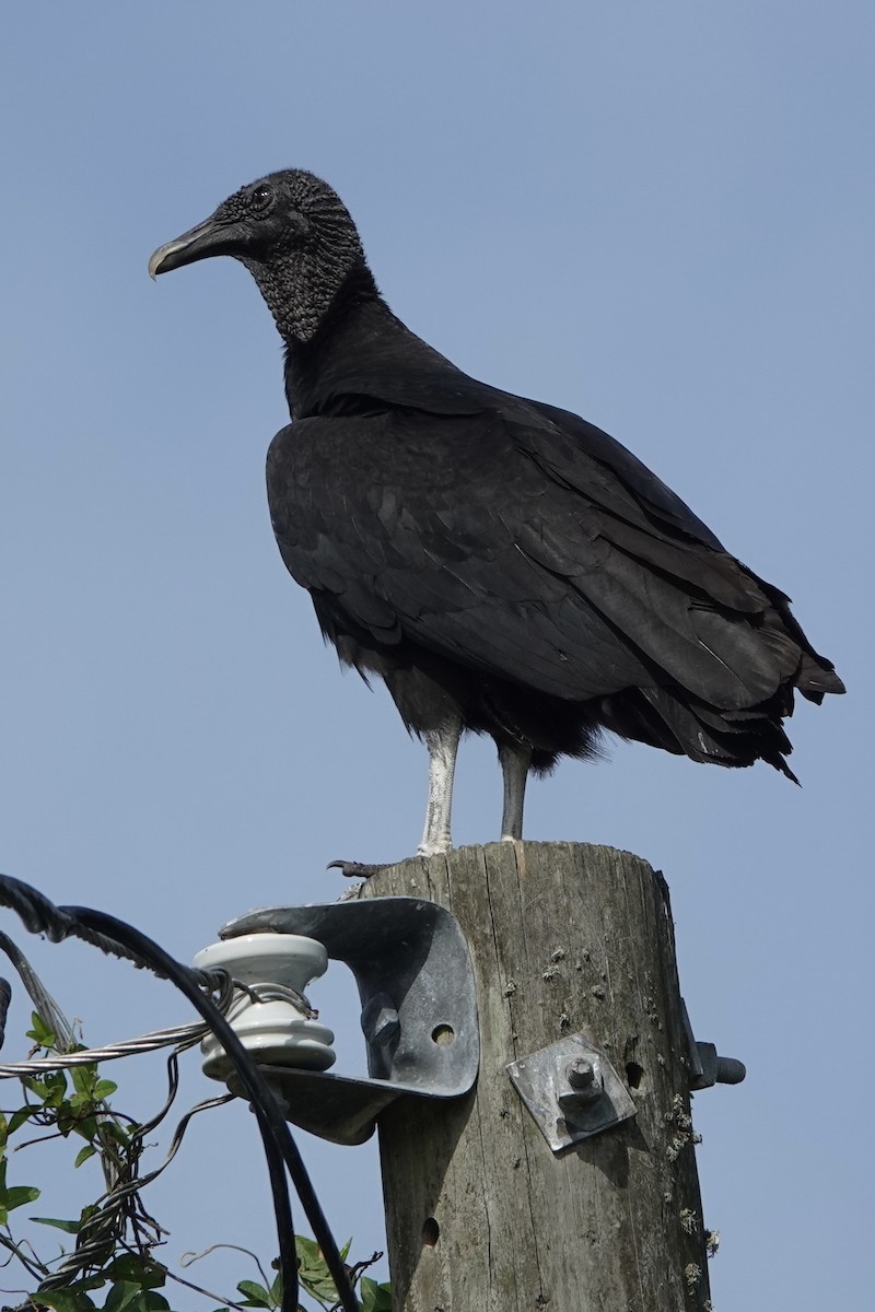 Black Vulture - ML613089183