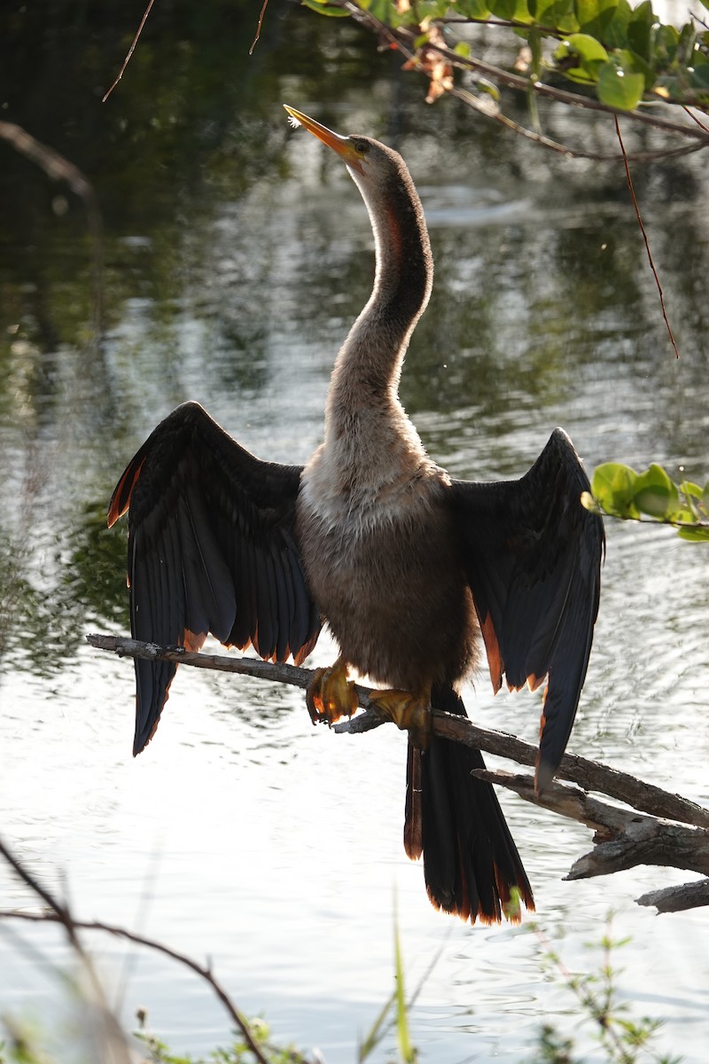 Anhinga - ML613089250