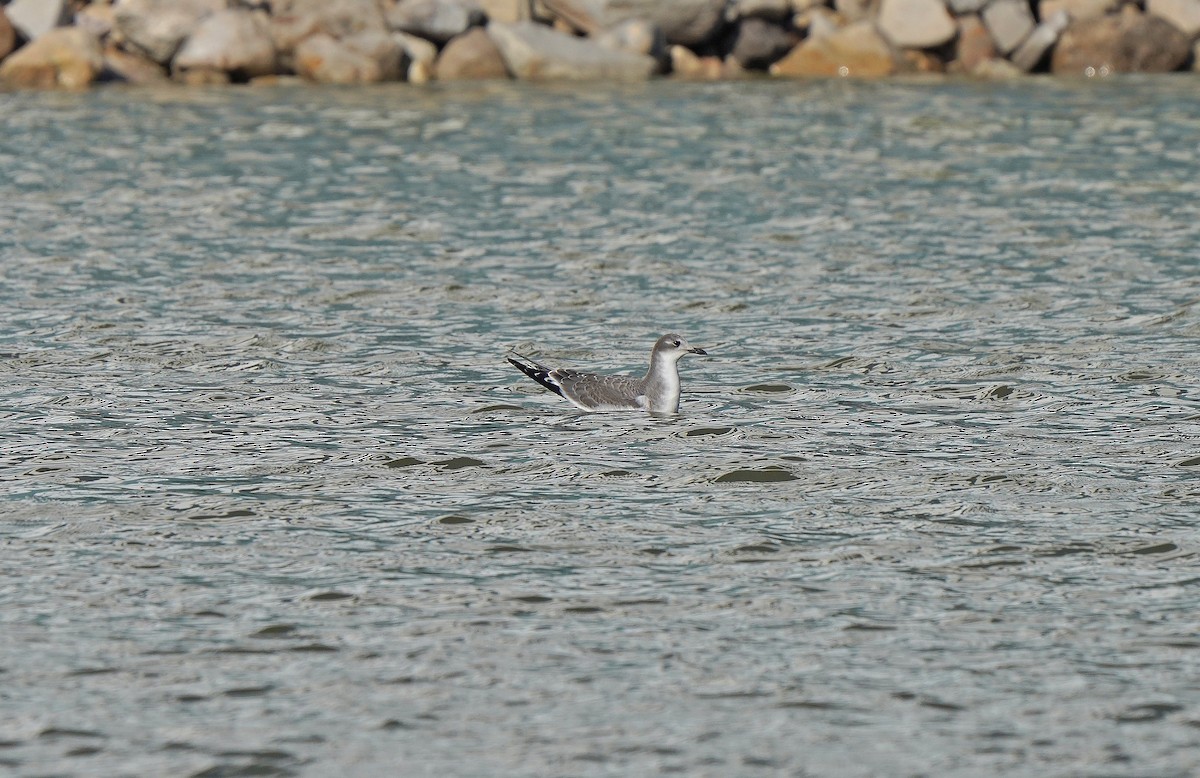 Sabine's Gull - ML613089298