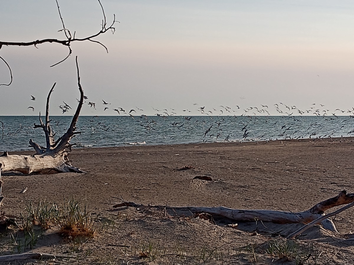 Bonaparte's Gull - ML613089479