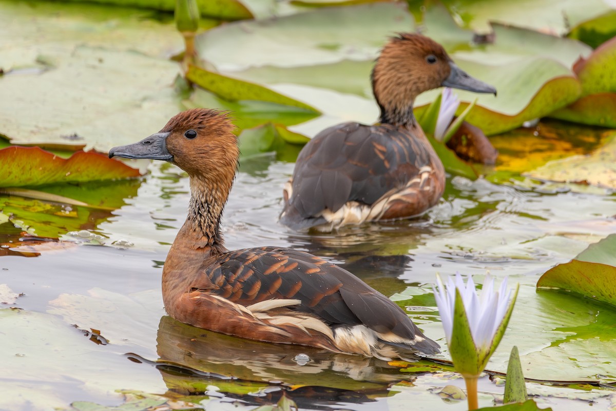 Fulvous Whistling-Duck - ML613089493