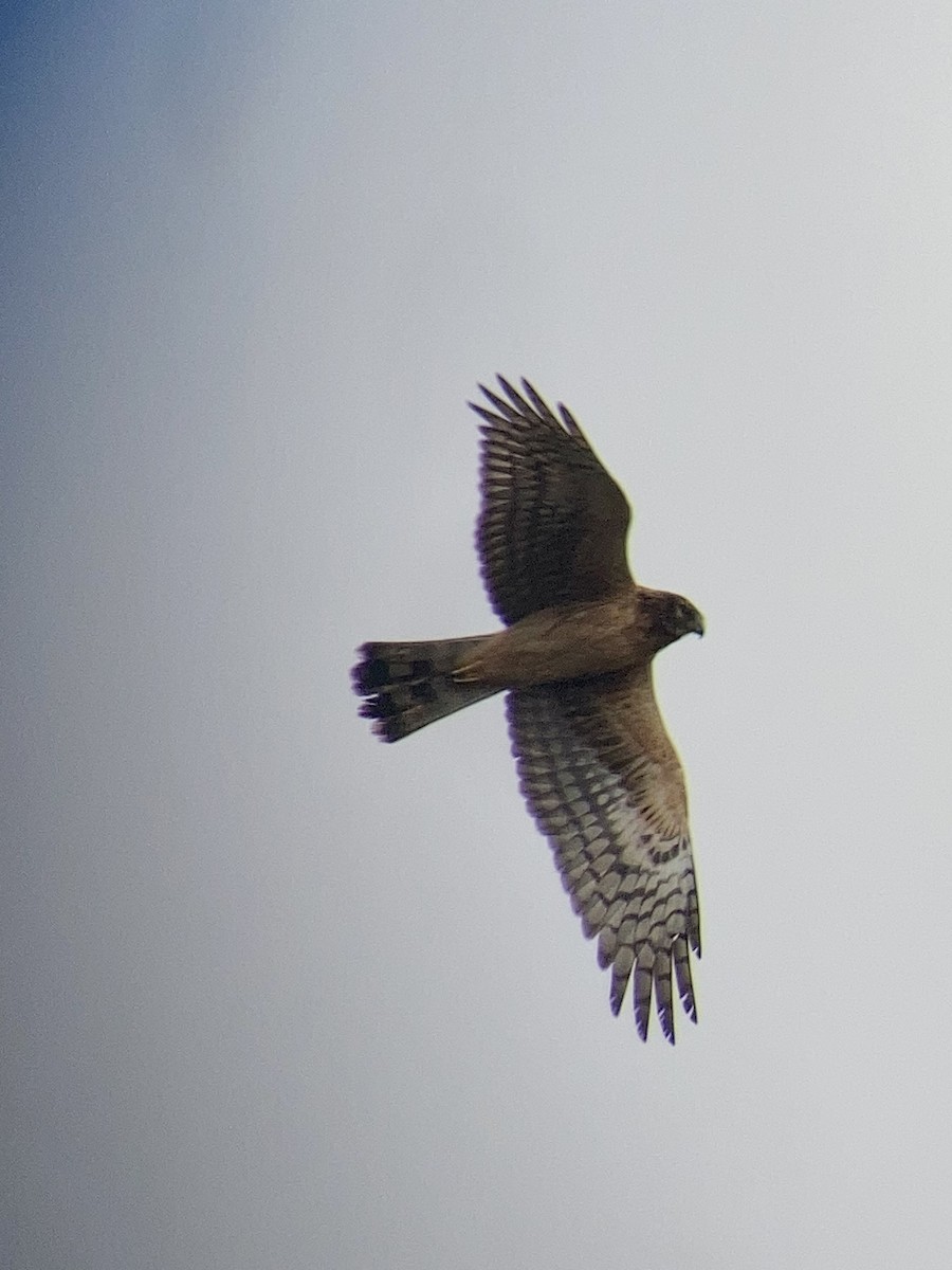 Northern Harrier - ML613089673