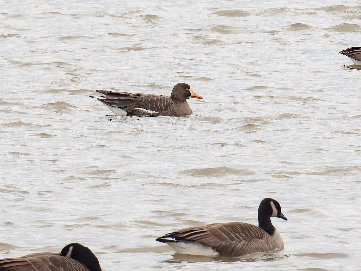 Greater White-fronted Goose - ML613089709