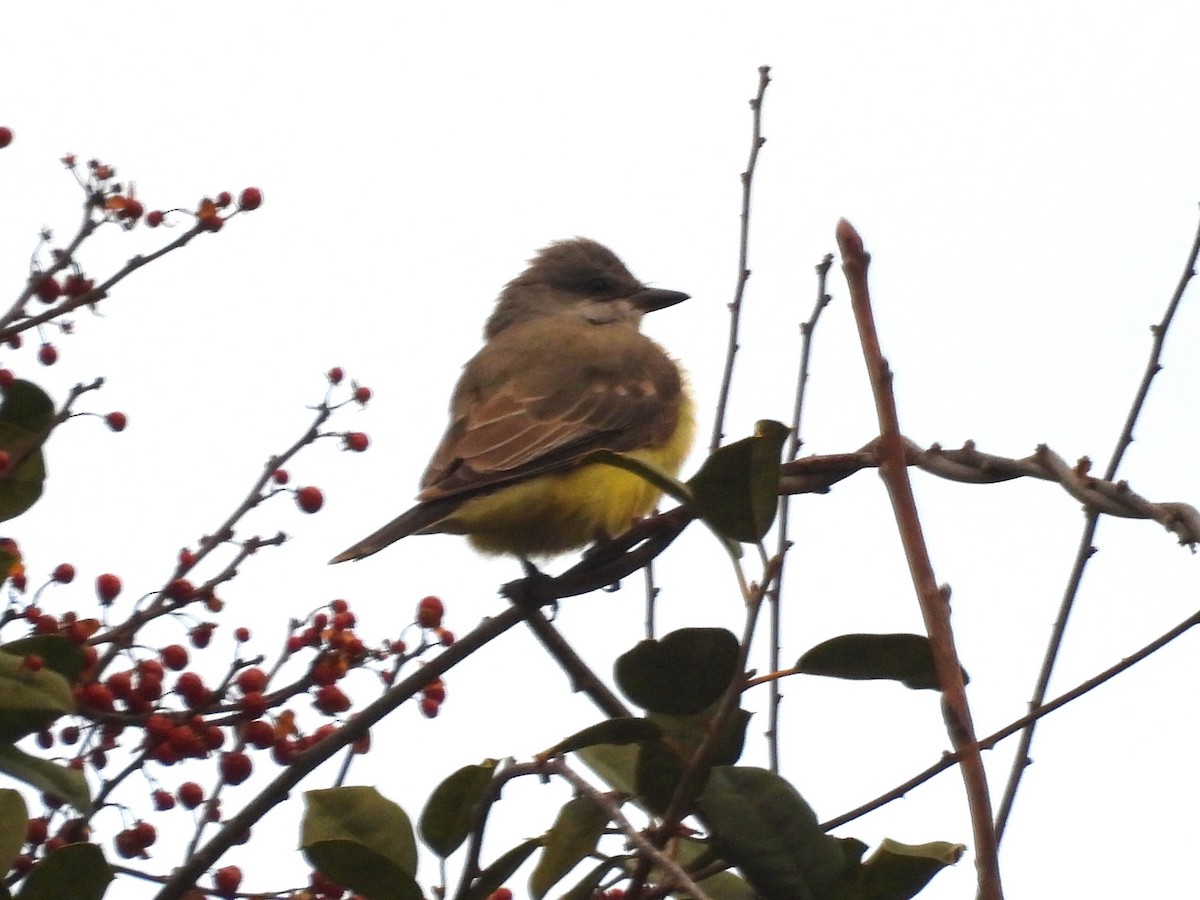 Western Kingbird - ML613089765