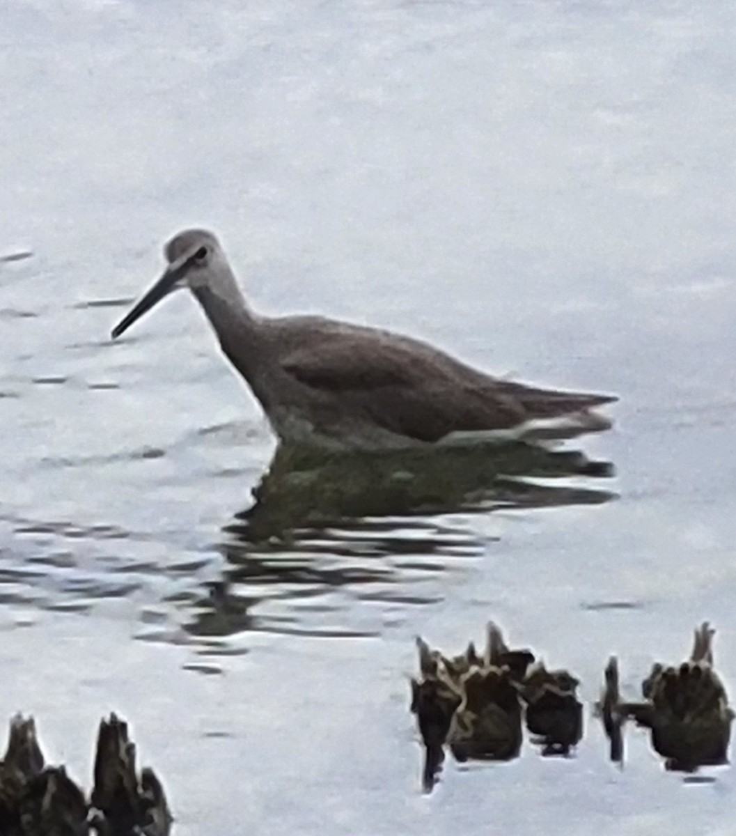 Willet - ML613089856