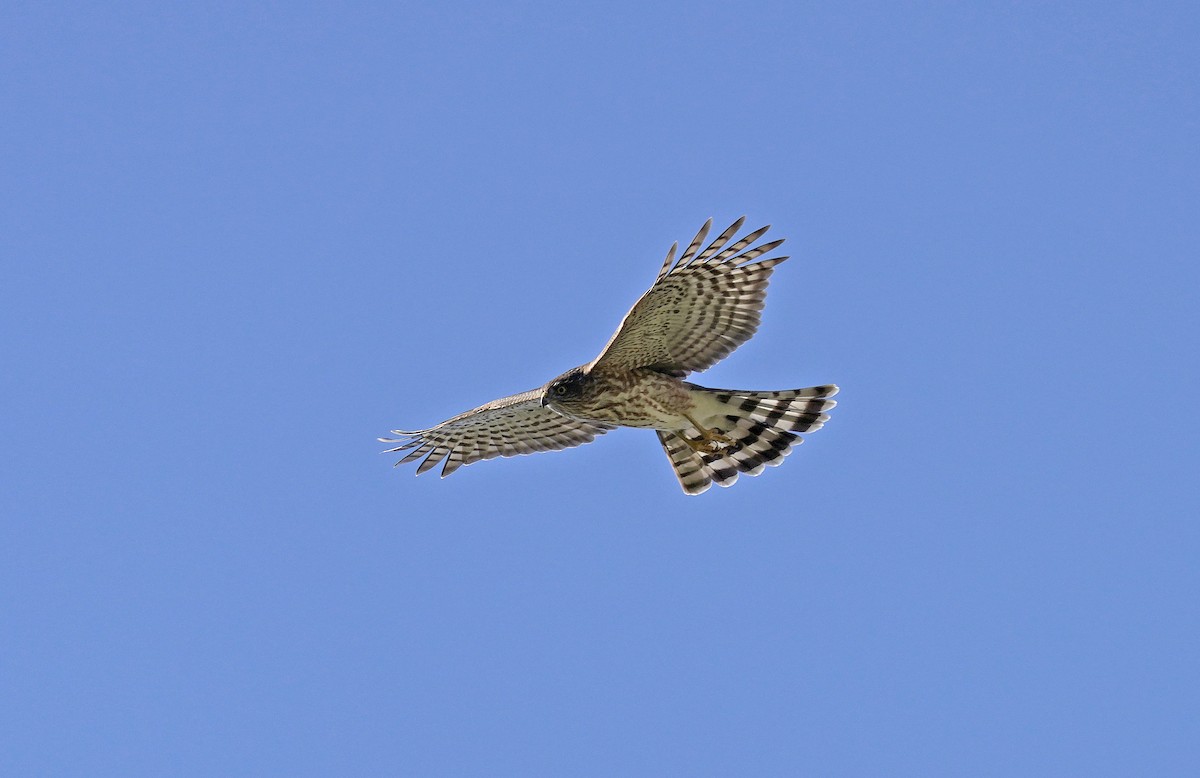 Sharp-shinned Hawk - ML613089862